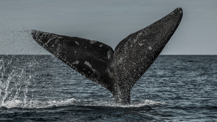 Right whale tail, Peninsula Valdes,Patagonia , Argentina