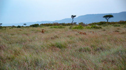 Lions in the Wild - Wide Shot