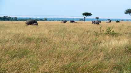 Elephant Herd Grazing