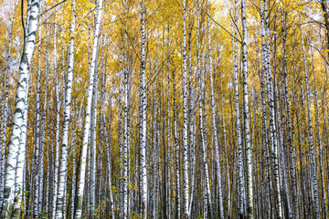 Fototapeta premium Autumn has come, autumn is here. Yellow, crimson and colorful leaves on the branches of trees and shrubs. Birch trees in the park. Day, overcast, windy.
