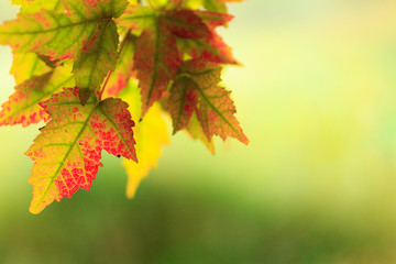 closeup view of autumnal colours leaf on colorful bokeh background