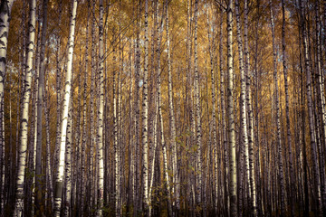 Autumn has come, autumn is here. Yellow, crimson and colorful leaves on the branches of trees and shrubs. Birch trees in the park. Day, overcast, windy.