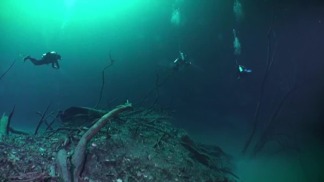 Group of divers in halocline near tree roots and sudden change of water salinity in cenotes of underwater cave in Mexico. Cave diving. Unique phenomenon of wildlife in underwater world.