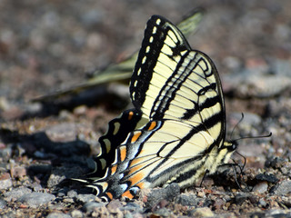 Side profile of a black and yellow butterfly.