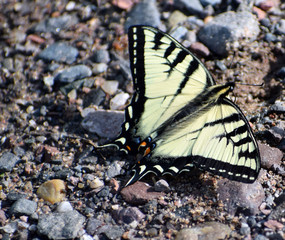 Fototapeta na wymiar Close up of a black and yellow butterfly on gravel.
