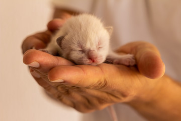 Little newborn cat baby held in the hands of a man. Neonate domestic animal.