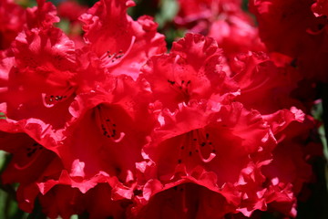 Brilliant red rhododendron seen in northern California