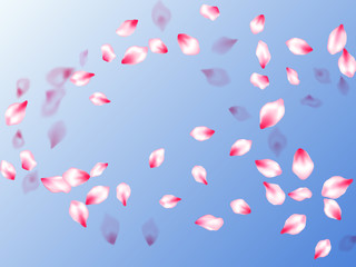Pink cherry blossom petals isolated