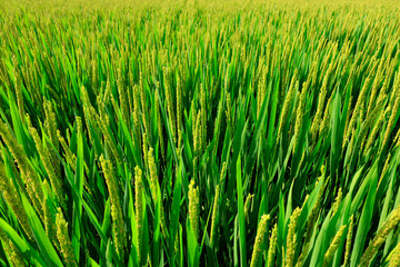 Obraz premium rice field