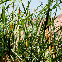 Obraz premium wild bullrush growing along river bank against sky