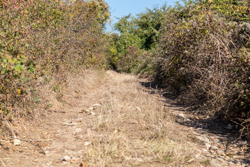 Dirt Road Turning to The Left
