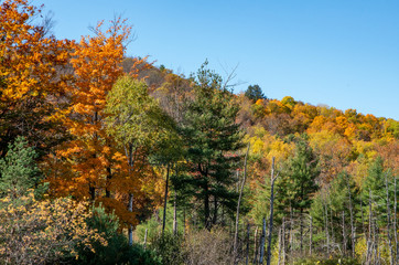 Fototapeta premium Fall colors in the North country NY