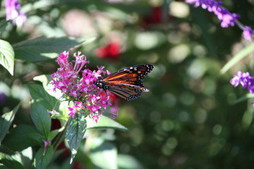 butterfly on flower