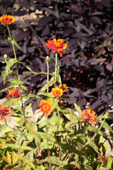 red flowers in the garden