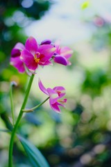 Fototapeta na wymiar Pink orchid flowers blossoming in the garden