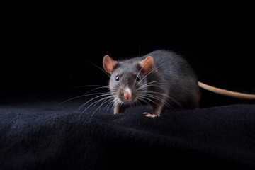 Black rat on black background. Chinese year of rat symbol. Domestic dumbo rat pet portrait in...