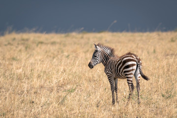 Fototapeta na wymiar Young baby zebra in a field of tall grasses against a stormy blue sky. Image taken in the Maasai Mara, Kenya.
