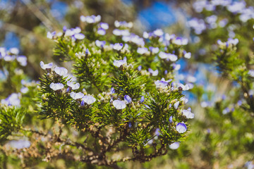 Australian native plant with tiny blue lillac flowers and spiky leaves