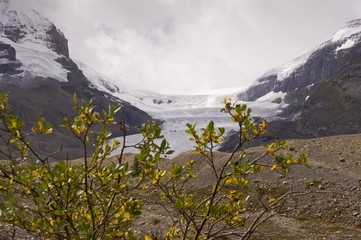 The Columbia glacier in Alberta, Canada