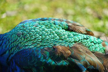 Naklejka premium Colorful green and blue peacock bird with plume feathers