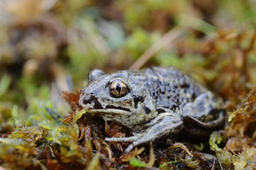 Common spadefoot (Pelobates fuscus)