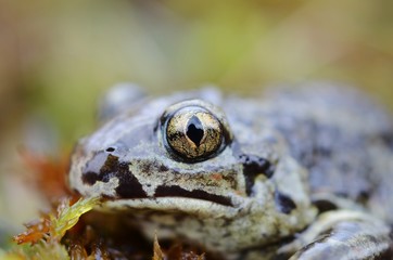Common spadefoot (Pelobates fuscus)