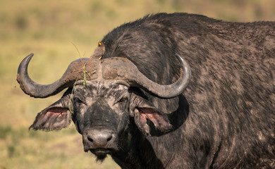 Large, dirty, male Cape Buffalo with an Oxpecker bird on its head.  Image taken in the Maasai Mara, Kenya.