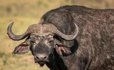 Photo sur Plexiglas Parc national du Cap Le Grand, Australie occidentale Large, dirty, male Cape Buffalo with an Oxpecker bird on its head.  Image taken in the Maasai Mara, Kenya.