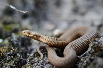 Common european adder