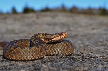 Common european adder (Vipera berus)