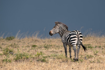 Naklejka premium Zebra in a field of tall grasses against a stormy blue sky. Image taken in the Maasai Mara, Kenya.