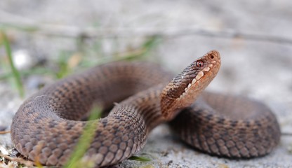 Common European Adder (Vipera berus)