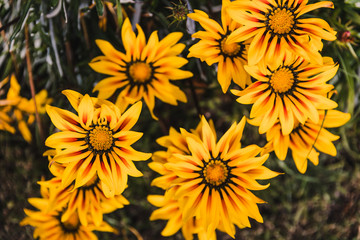 African native Gazania daisies with vibrant yellow and red tones