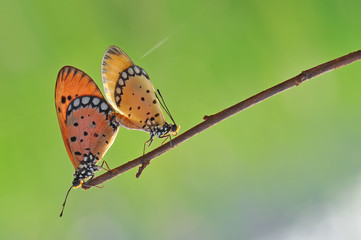 Butterfly,Butterflies