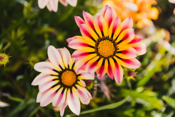 African native Gazania daisies with vibrant yellow pink and red tones