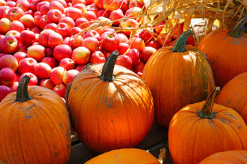 Display of round orange pumpkins at the farmers market in the fall