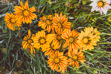 African native Gazania daisies with vibrant yellow and red tones