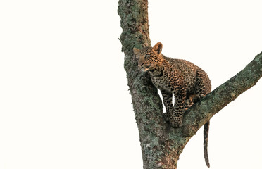 A young leopard cub (approximately 6 months old) climbing a tree, staring intently at something.  Image taken in the Maasai Mara, Kenya.