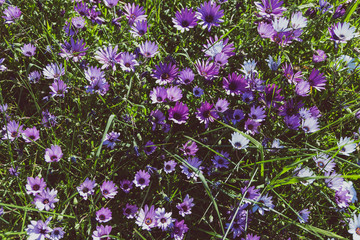 Fototapeta premium bush of Osteospermum purple African daisy with purple pink and white tones