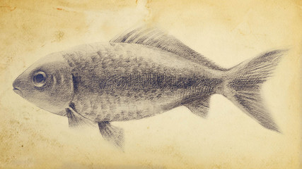Realistic handmade drawing of a fish with graphite pencil on an old paper. Modern illustration.