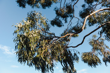 branch of gum tree with white blossom