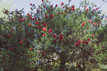 native Australian bottle brush callistemon tree in bloom with red flowers