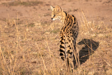 Obraz na płótnie Canvas A beautiful rare serval cat walks out of the tall grasses into a clearing searching for prey. Image taken in the Maasai Mara, Kenya.