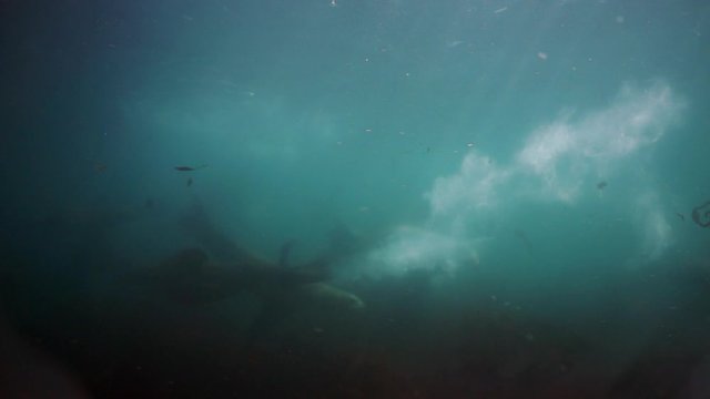 Family of northern sea lion marine mammal animal underwate of Sea of Okhotsk. Group of seals marine mammal animal underwater in muddy cold water wild nature. Concept of pinniped animals underwater.