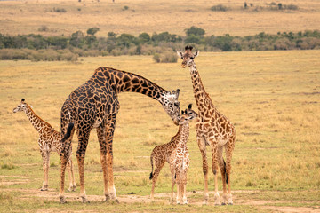 A giraffe family with five members including young calves standing on the savanna.  The mother...