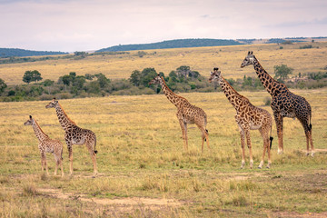 A giraffe family with five members including young calves standing on the savanna all looking in...