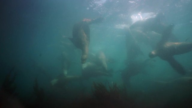 Group of Seals underwater of Sea of Okhotsk. Family of northern sea lion marine mammal animal underwater in muddy cold water wild nature. Concept of pinniped animals underwater.