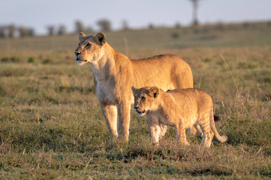 Lioness (female lion) with a cub standing in a clearing looking off into the distance.  Image taken in the Maasai Mara, Kenya.