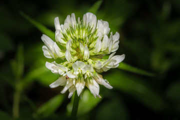 Scabiosa