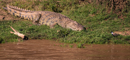 Nile crocodile sleeping on the bank of a muddy river as a bird walks dangerously close.  Image...